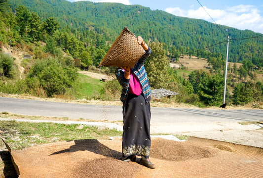 Central Bhutan In The Tang Valley. A Farmer Woman Is Working On Her Corn In October 