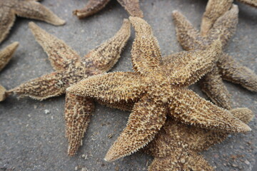Dry Starfish on Beach