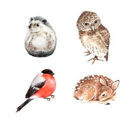 Set of watercolor illustrations forest animals hedgehog, cub deer, bullfinch bird and owl.
  animals isolated on white background. hand painted close up