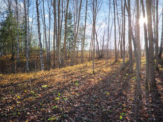 Fototapeta premium Beautiful landscape in autumn birch grove. Autumn, yellow birch forest, nature autumn landscape.