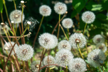 Many fluffy dandelions in the garden