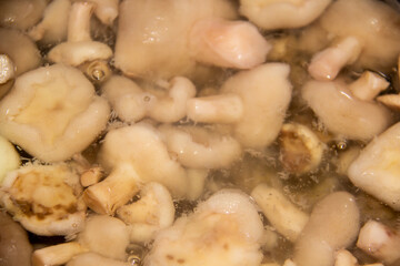 Butter mushrooms are peeled and boiled in water