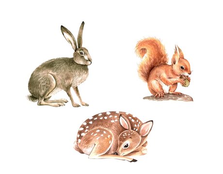 Set of watercolor illustrations forest animals cub, deer, hare and squirrel.
  animals isolated on white background. hand painted close up