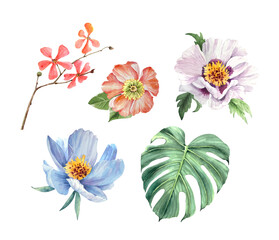 Set of watercolor botanical illustrations of flowers and leaves. Natural objects isolated on white background. hand-painted