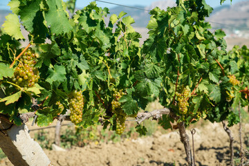 Fototapeta na wymiar Ripe white grapes in the vineyard