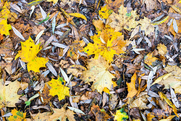 top view of various fallen leaves on wet ground in city park in autumn