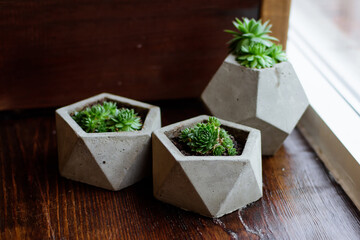 Three succulents  in concrete pots over wooden background
