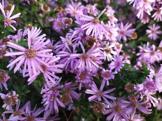 flowers in the garden
