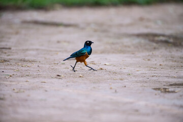 winged starling