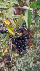 autumn berries
осенние ягоды