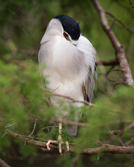 Black Crowned Night Heron Stock Photos. Perched on a tree branch with blur background. Image. Picture. Portrait.