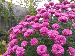 pink and yellow flowers