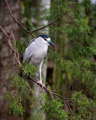 Black crowned Night-heron stock photo. Perched on a tree branch displaying blue and white feather plumage, head, beak, eyes, feet in its environment and habitat with a blur background