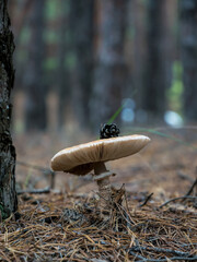 White poisonous autumn mushrooms. Beautiful natural autumn landscape