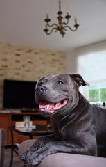 Smiling Staffordshire Bull Terrier Lies Down on Brown Couch at Home. Adorable Blue Staffy on Sofa in the Living Room.