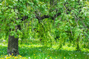 Branches of a tree with green leaves hang down like a natural awning © Koxae