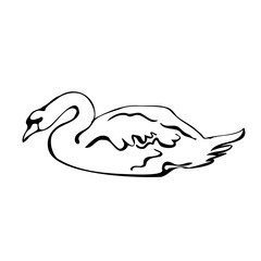 Vector single silhouettes of a Swan isolated on a white background. Icon of a Swan floating on a lake. Vector illustration in black and white sketch style.  decorative birds. hand-drawn