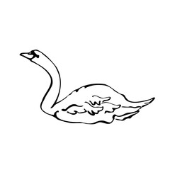 Vector single silhouettes of a Swan isolated on a white background. Icon of a Swan floating on a lake. Vector illustration in black and white sketch style.  decorative birds. hand-drawn