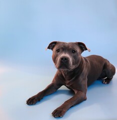 Staffordshire Bull Terrier Isolated on Light Blue. Blue Staffy Lies Down on Blue Background.