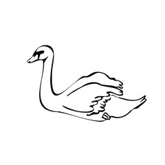 Vector single silhouettes of a Swan isolated on a white background. Icon of a Swan floating on the water. Vector illustration in black and white sketch style.  decorative birds. hand-drawn