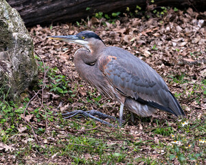 Blue Heron stock photos. Blue Heron close-up profile view resting on the ground with foliage in its environment and surrounding.