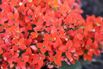 red autumn leaves