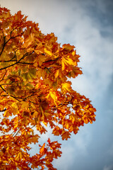 autumn leaves on the sky