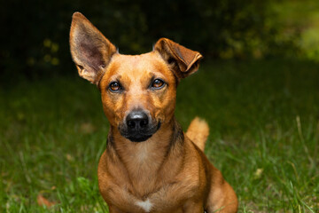 Naklejka na ściany i meble Little terrier mixed breed dog sitting outdoors.