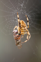 Spider catches a fly in its web