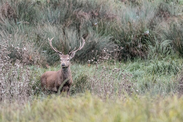 Red deer male in the grass (Cervus elaphus)