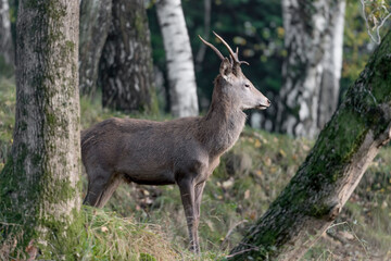 Naklejka na ściany i meble Young deer in the wild mountain (Cervus elaphus)