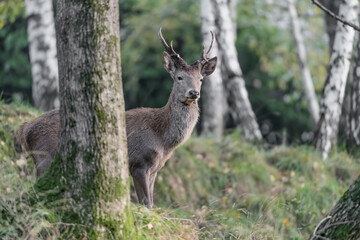 Naklejka na ściany i meble Young deer in the forest (Cervus elaphus)