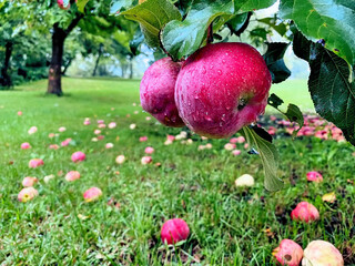 After an autumn rain.These apples are in an old apple tree on my land. I believe they are MacIntosh. The raindrops are found on the fruits. Nice depth of field. Ulverton, Quebec, Canada; September 3, 