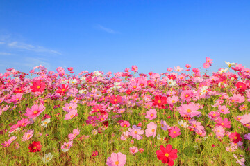 コスモス　水巻町コスモス園　福岡県水巻町　Cosmos Mizumaki town Cosmos garden...