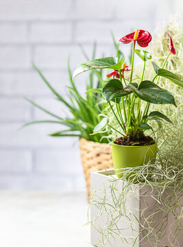 Various beautiful houseplants in pots on a light background. Blooming anthurium, fern, aloe.