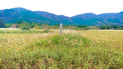 箱根　仙石原　秋のMiscanthus草原
