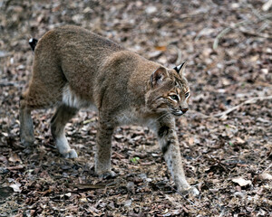 Bobcat stock photos. Bobcat close-up profile view foraging in the field, looking to the right and displaying its body, brown fur in its environment and habitat. Picture. Image. Portrait.