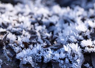 frost on a dry leaves