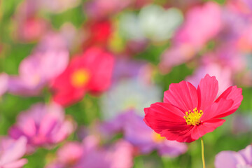 コスモス（マクロ）　水巻町コスモス園　福岡県水巻町　Cosmos (Macro) Mizumaki town Cosmos garden Fukuokaken Mizumaki town