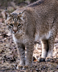 Bobcat Stock Photos. Bobcat close-up view, looking towards you, displaying its brown fur, head, ears, eyes, nose, mouth, whiskers, paws in its environment and habitat. Image. Portrait. Picture.