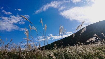 箱根　仙石原　秋のMiscanthus草原