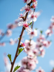 Nahaufnahme blühender rosa Mandelblüten mit blauem Himmel im Hintergrund