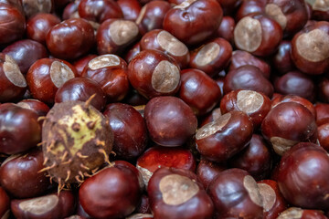 Plenty of horse chestnuts as winter food for horses and wild animals with burgundy brown fruits are a decorative horse chestnut background in fall and autumn in high angle view in october forest mood