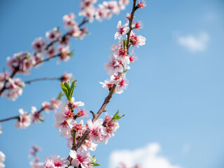 Nahaufnahme blühender rosa Mandelblüten mit blauem Himmel im Hintergrund