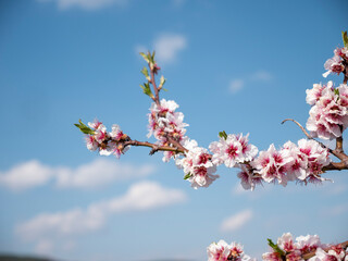 Nahaufnahme blühender rosa Mandelblüten mit blauem Himmel im Hintergrund