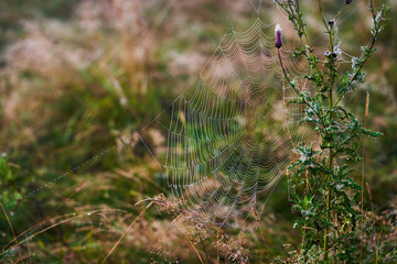 Cobweb with dew drops, woven on a plant - thistle. Meadow in the morning.