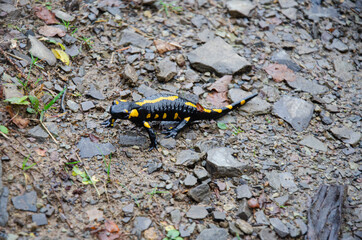 Yellow and black lizard on the stones.