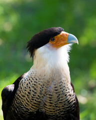 Caracara bird Stock Photos.  Caracara head close-up profile view of its beak, eye, head, plumage with a blur background.