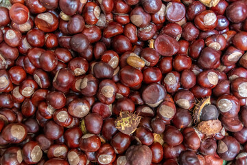 Plenty of horse chestnuts as winter food for horses and wild animals with burgundy brown fruits are a decorative horse chestnut background in fall and autumn in high angle view in october forest mood