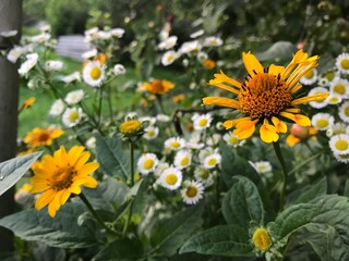 yellow flowers in the garden